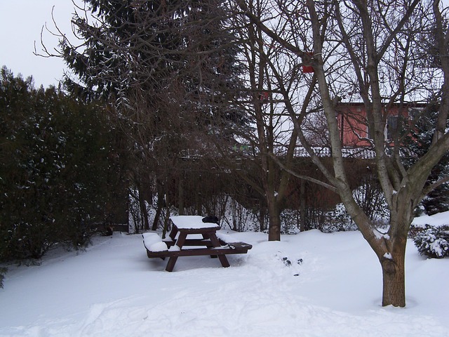 Free Garden Winter photo and picture