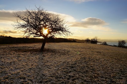 Árbol, Árboles De Invierno, Nieve