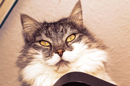 Free Cat Face photo and picture