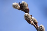 sal pasture, salix caprea, hall meadow