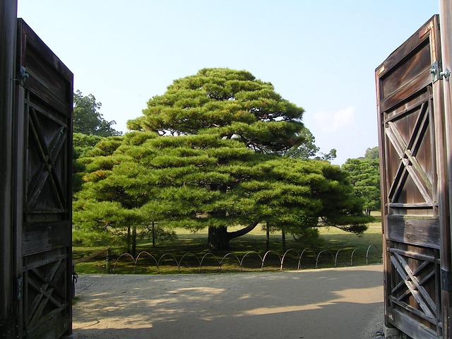 Free Japan Kyoto photo and picture