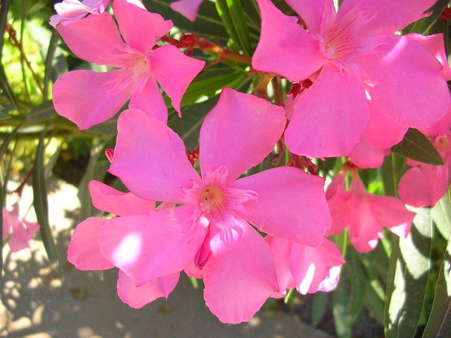 Free Flower Garden photo and picture