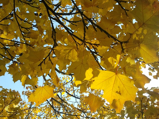 Free Maple Light photo and picture