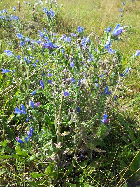 Free Snake Head Herb photo and picture