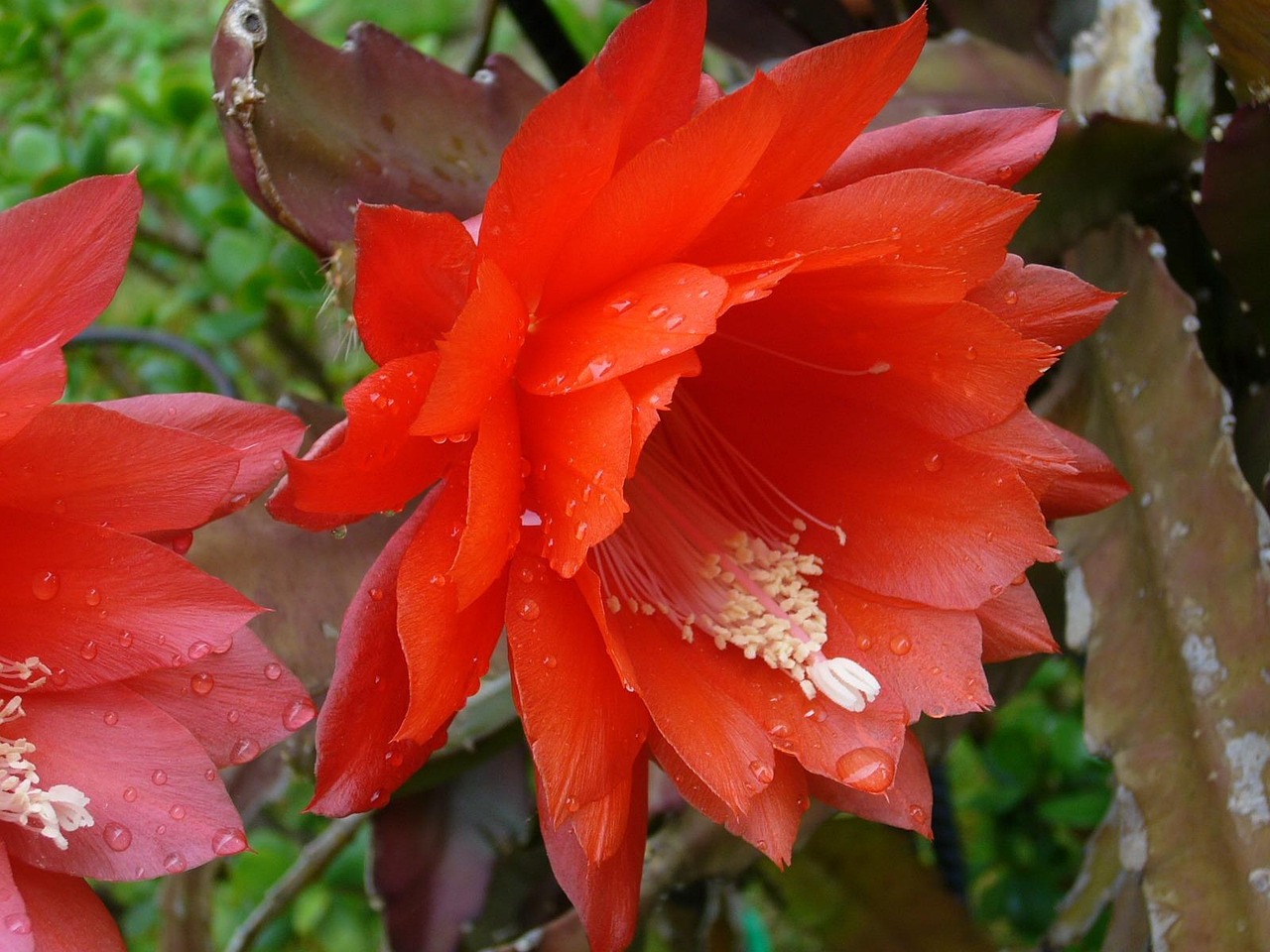 Flor Rja Rojo Flor Jardín - Foto gratis en Pixabay - Pixabay
