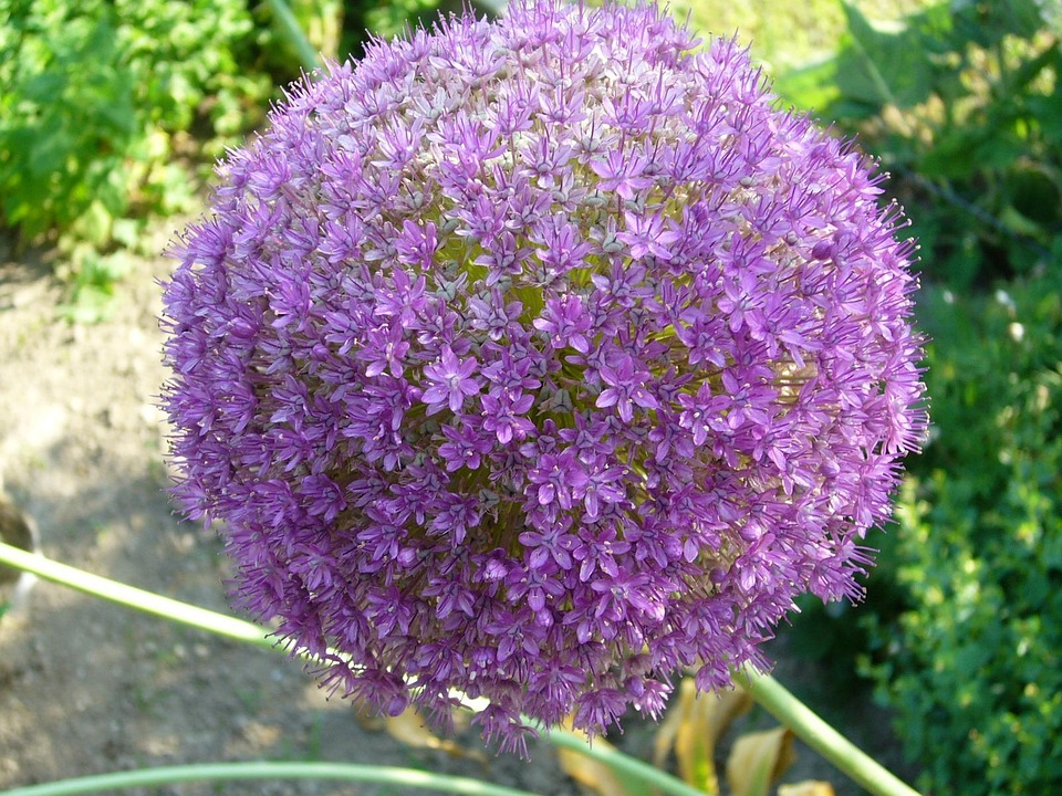 Kostenloses Foto Garten, Blume, Lila, Zwiebel Kostenloses Bild auf