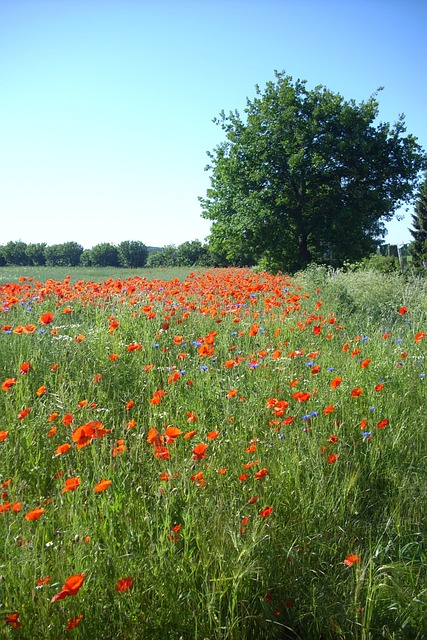 Free Field Of Rapeseeds Poppies photo and picture