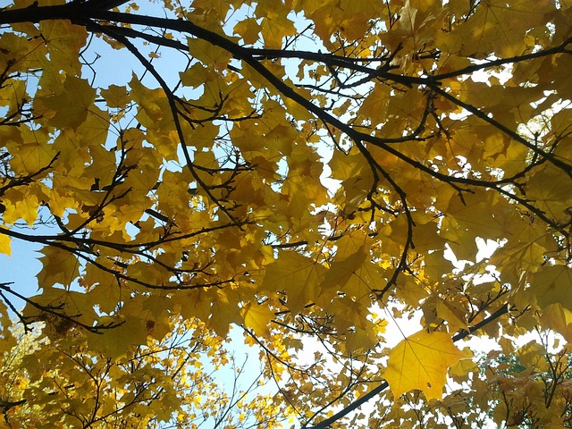 Free Leaves Maple photo and picture