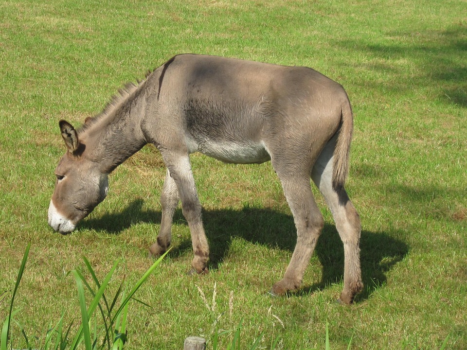 Free Photo Donkey Animal Farm Rural Free Image On Pixabay 82684 Free Photo Donkey Animal Farm Rural Free Image On Pixabay 82684