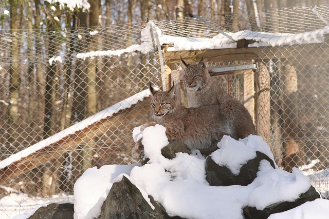 Gaupe, Lynx Lynx, Eurasischer Gaupe