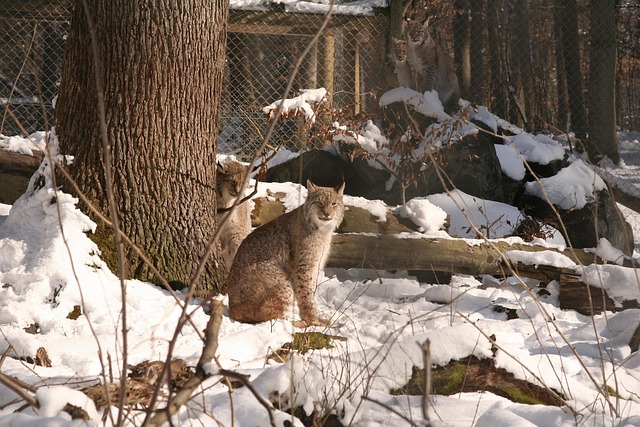 Gaupe, Lynx Lynx, Eurasischer Gaupe