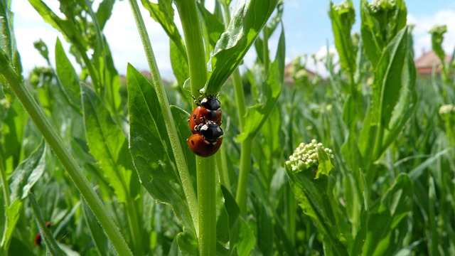 Free Ladybug Beetle photo and picture