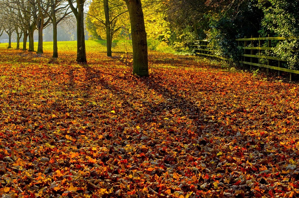 Autumn Season Leaves · Free photo on Pixabay