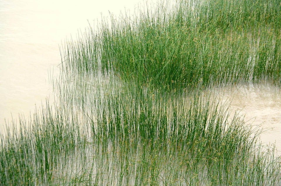 Free photo Wetlands, Bank, River, Marsh, Swamp Free Image on Pixabay