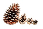 background, big, brown