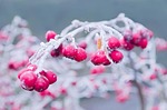 winter, branch, snow