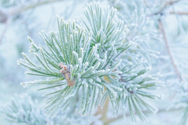 Free Winter Frost photo and picture
