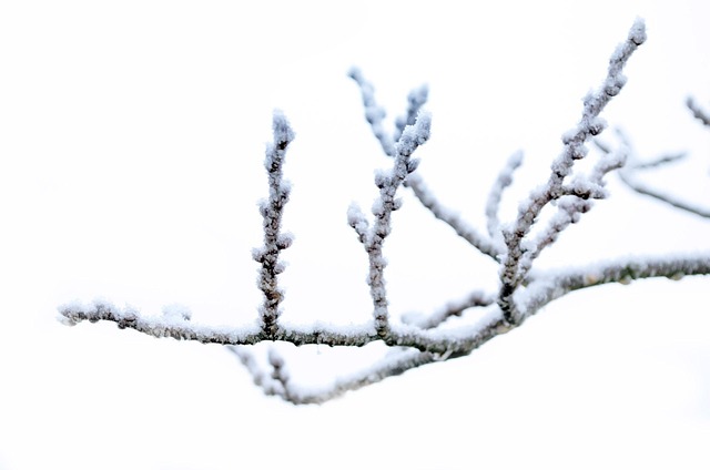 Free Winter Frost photo and picture