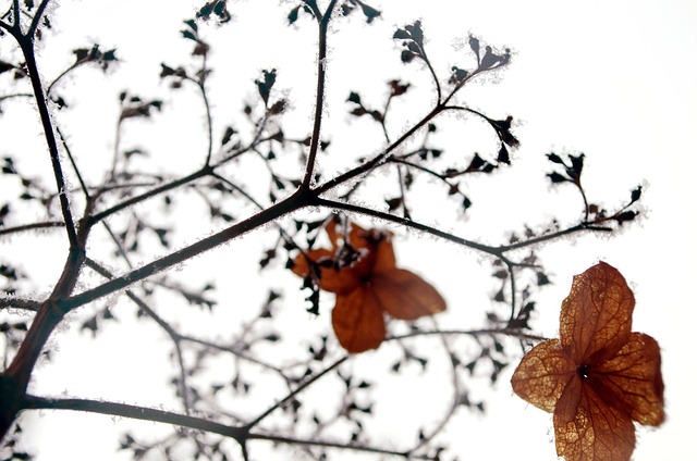 Free Winter Frost photo and picture
