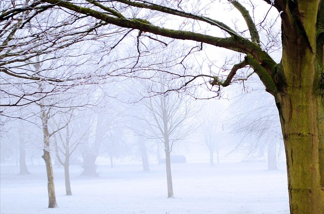 Free Winter Frost photo and picture