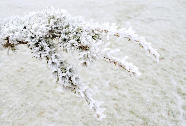 Free Winter Frost photo and picture