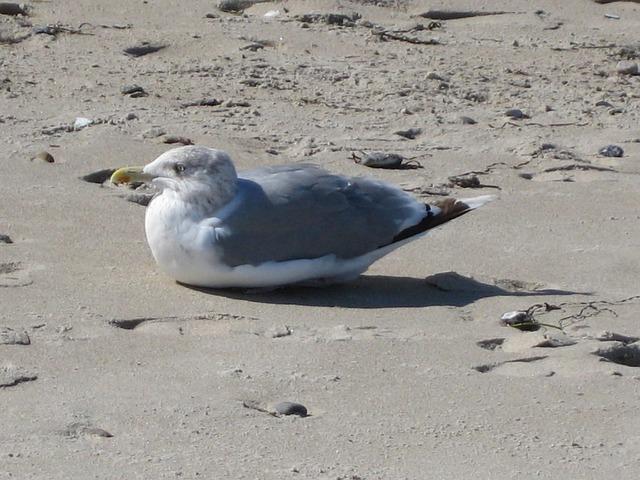 Free Gull Bird photo and picture