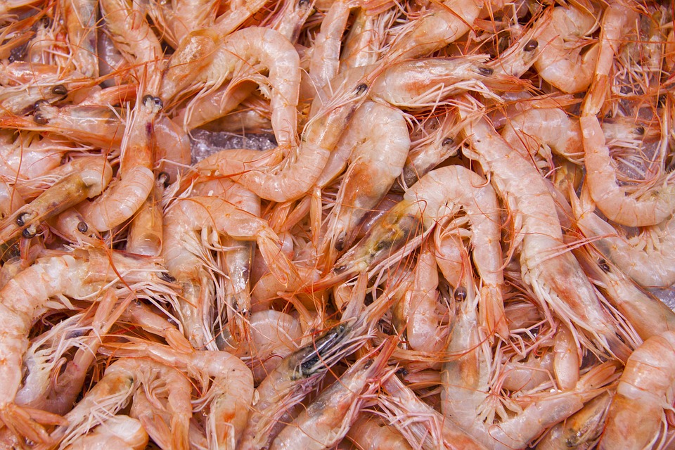 Free photo: Shrimp, Crabs, Crustaceans - Free Image on Pixabay - 83295