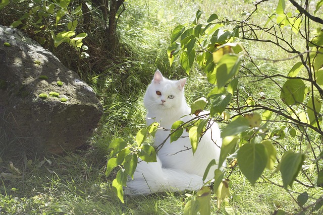 Katt, Huskatt, Søt, Kjære
