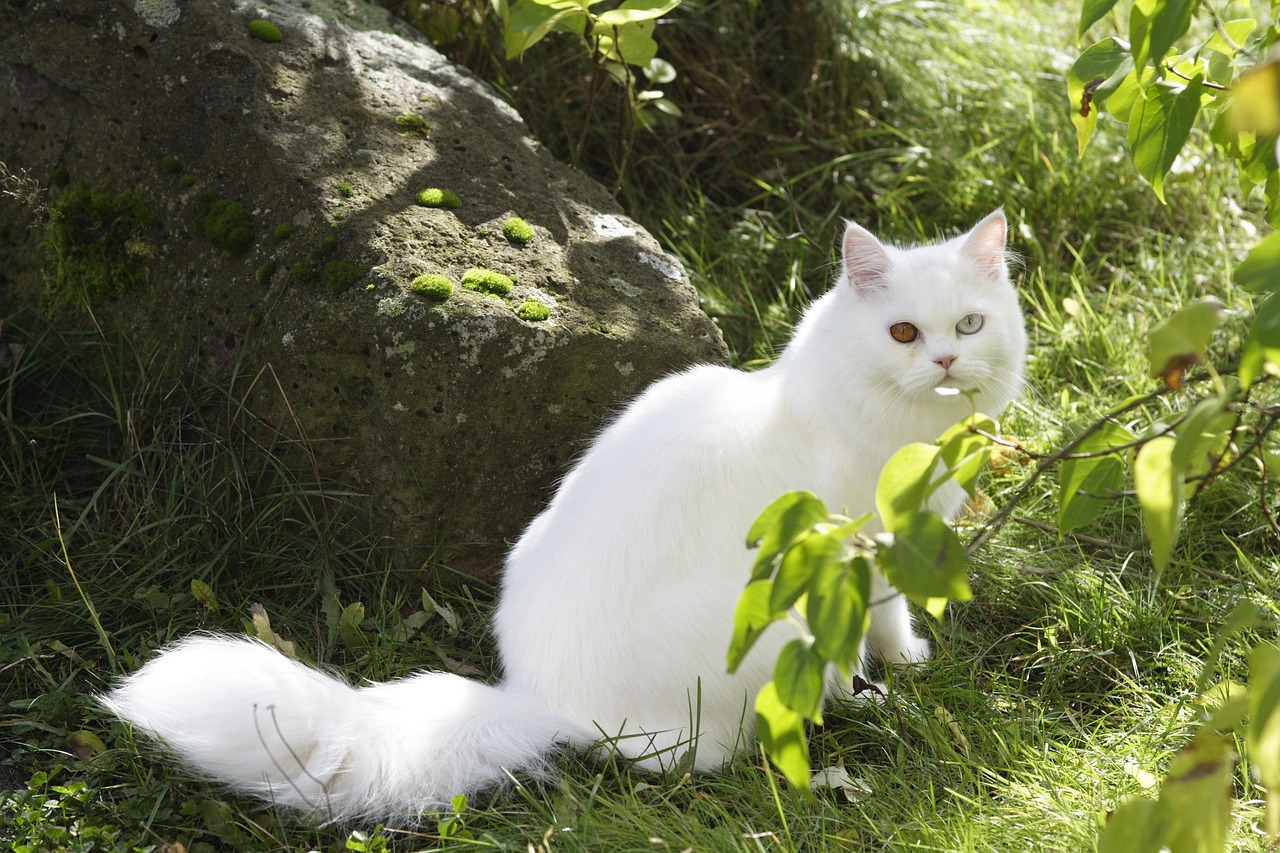Cat Domestic European - Free photo on Pixabay - Pixabay