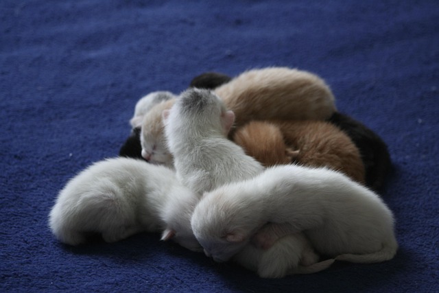Katter, Hjemmemarked Kattene, Ekh