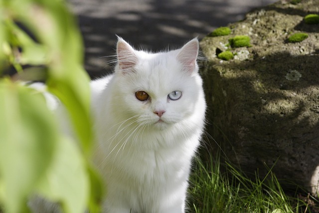 Katt, Huskatt, Ekh, Dyr, Søt, Kjære