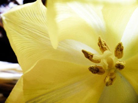 Flor, Amarillo, Pétalos, Plantas