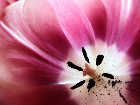 Flor, Violeta, Fondo De La Flor, Rosado