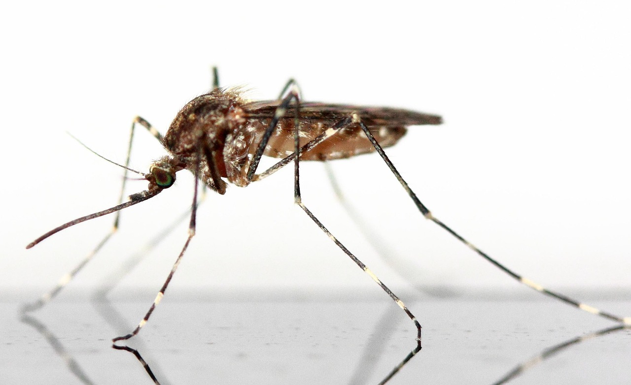 Plus De 600 Images De Moustique Et De Insecte Pixabay Plus De 600 Images De Moustique Et De Insecte Pixabay