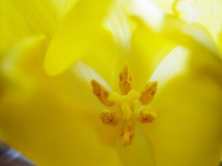Flor, Amarillo, Pétalos, Plantas
