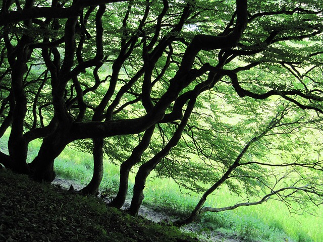Free Forest Trees photo and picture