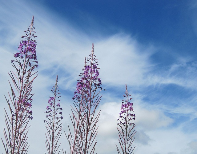 Free Heaven Blue photo and picture