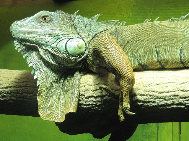 Free Iguana Lizard photo and picture