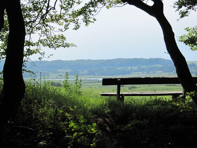 Free Bank Tree Trunk photo and picture