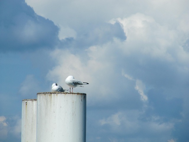 Free Pigeons Chimney photo and picture