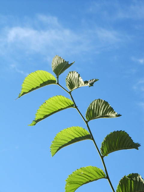 Free Fplanze Leaves photo and picture