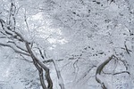 frosty tree, winter, tree