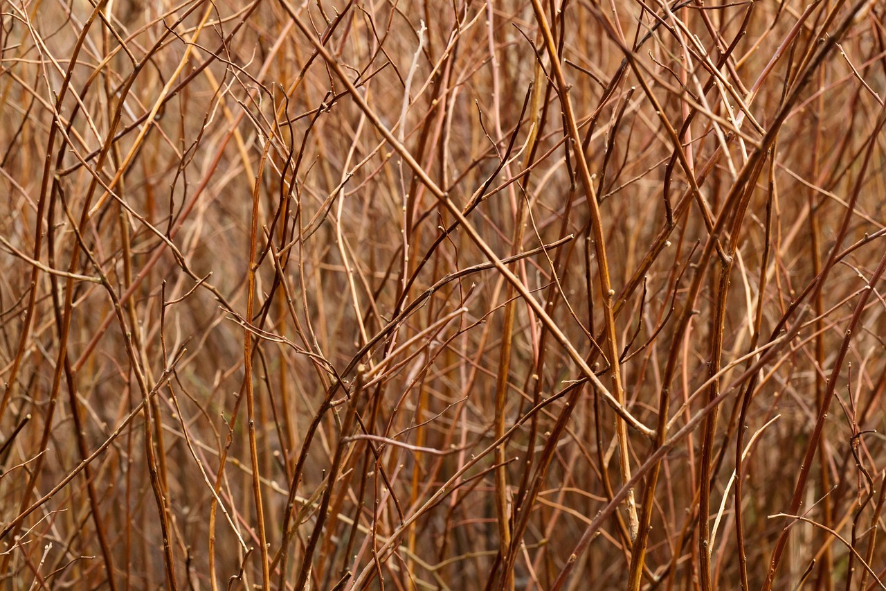 Abstract - free online jigsaw puzzle photo