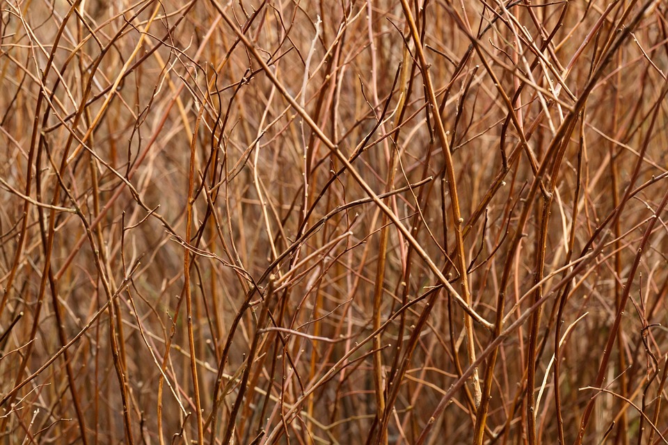 Abstract Background Branch - Free photo on Pixabay