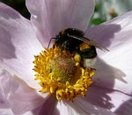 bee, plant, plants