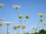 daucus carota, sky, clouds