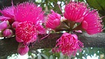 syzygium, rose apple, tree
