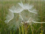 tragopogon pratensis, plant, plants
