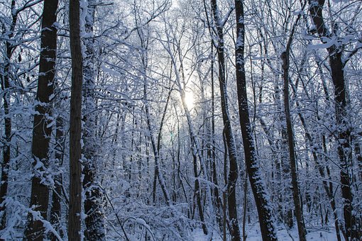 Free Winter Forest Forest photo and picture