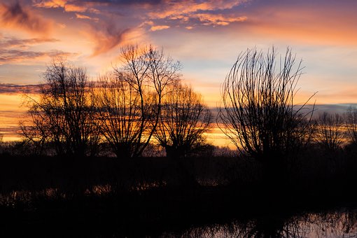 Free Silhouette Trees photo and picture